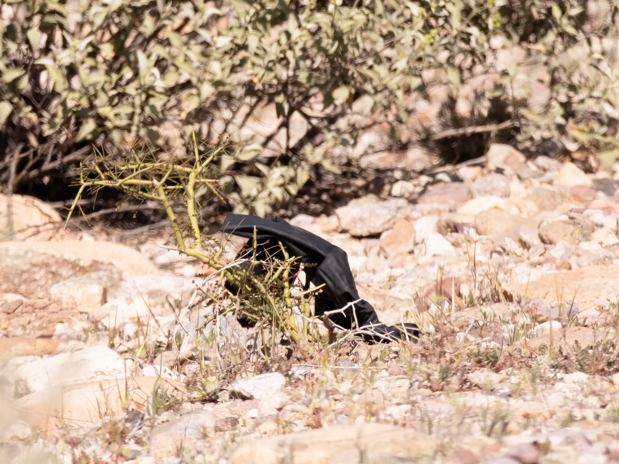 FBI officers examine glove on the ground 1.5 miles from Nancy Guthrie’s home.
