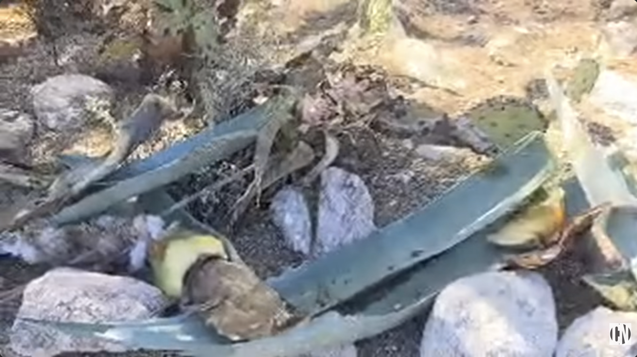 Cactus clippings discarded near the easement on May 26