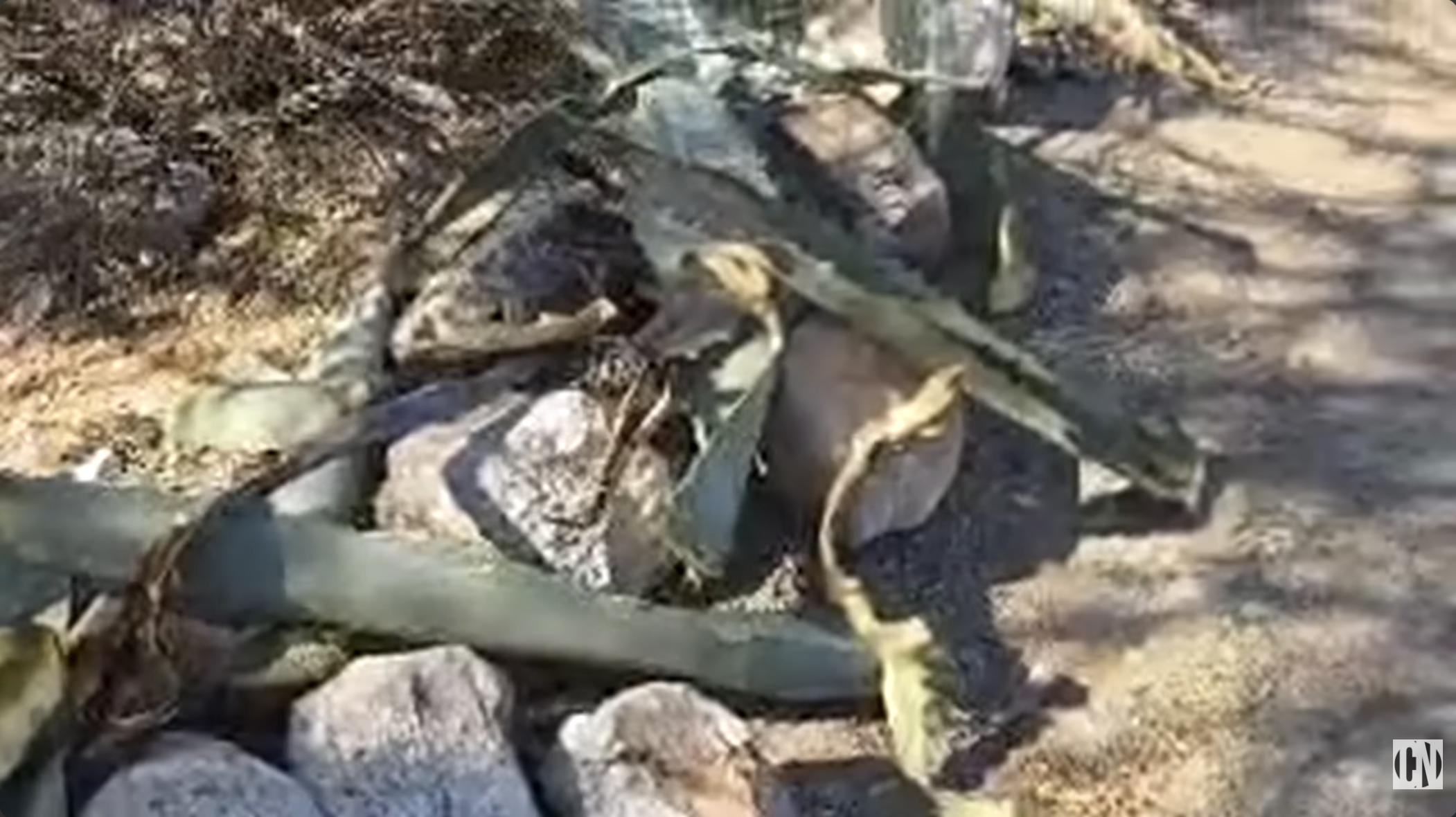 Cactus clippings discarded near the easement on May 26