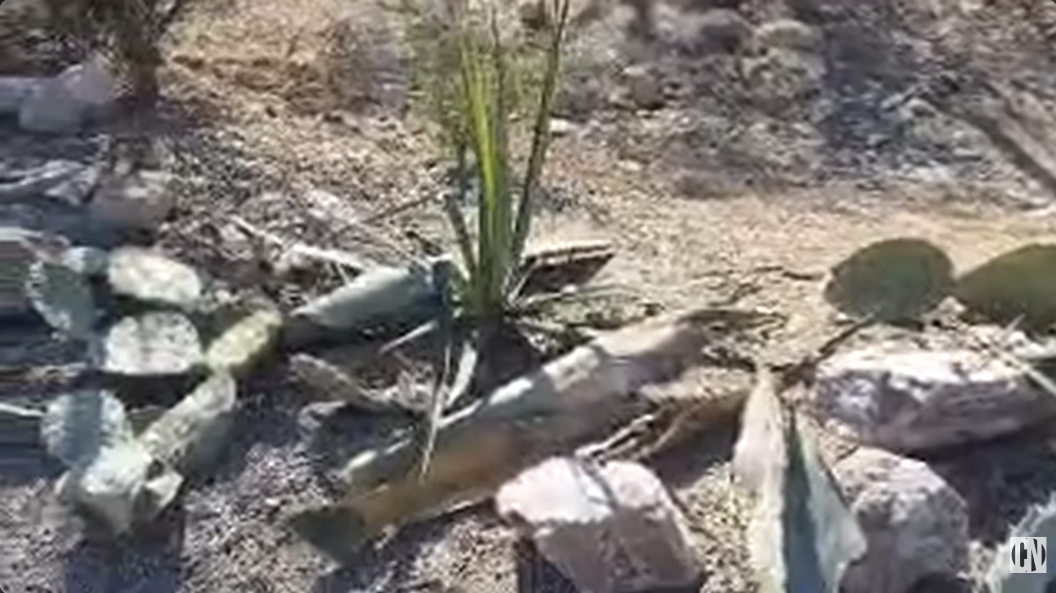 Cactus clippings discarded near the easement on May 26