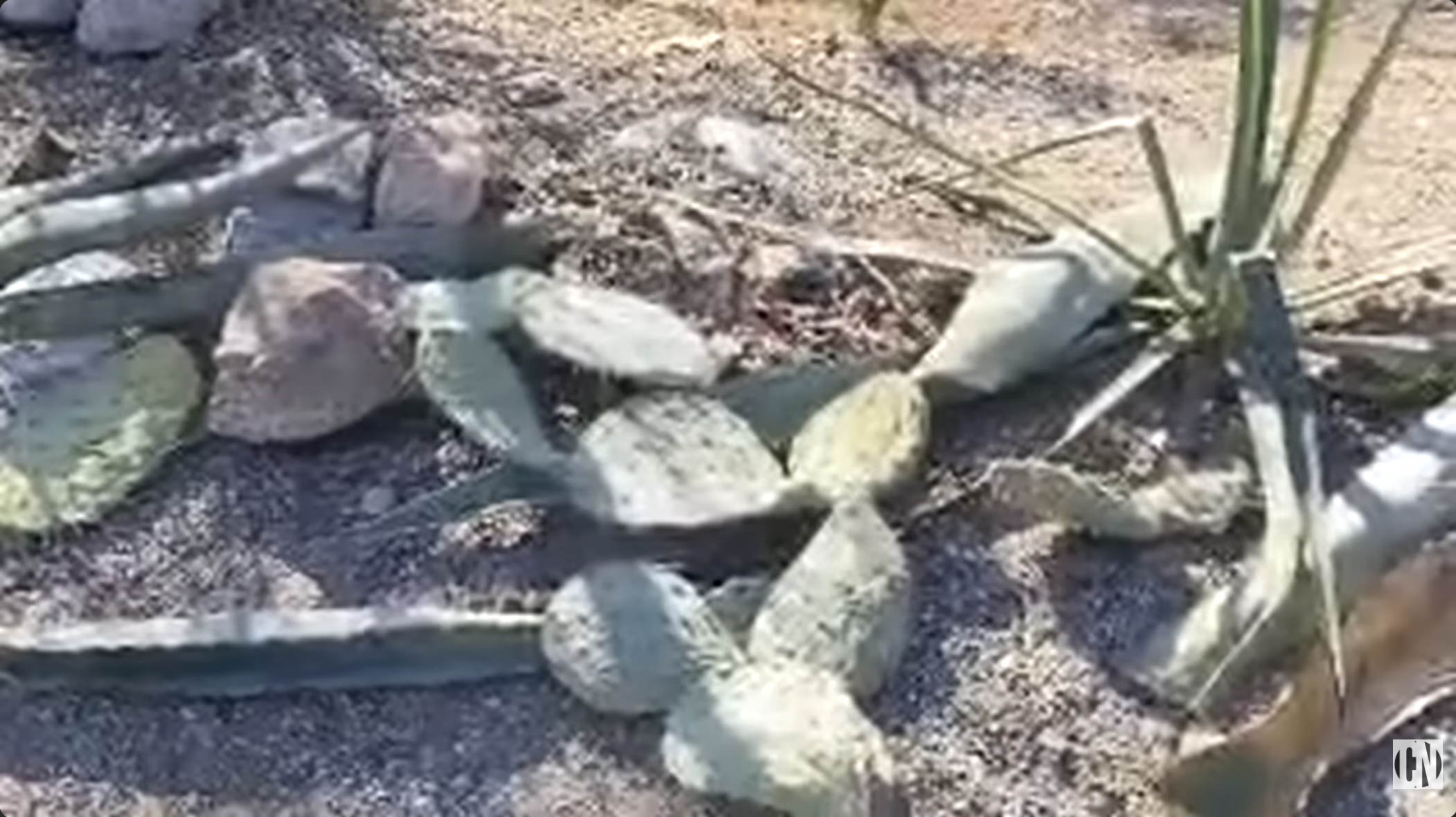 Cactus clippings discarded near the easement on May 26