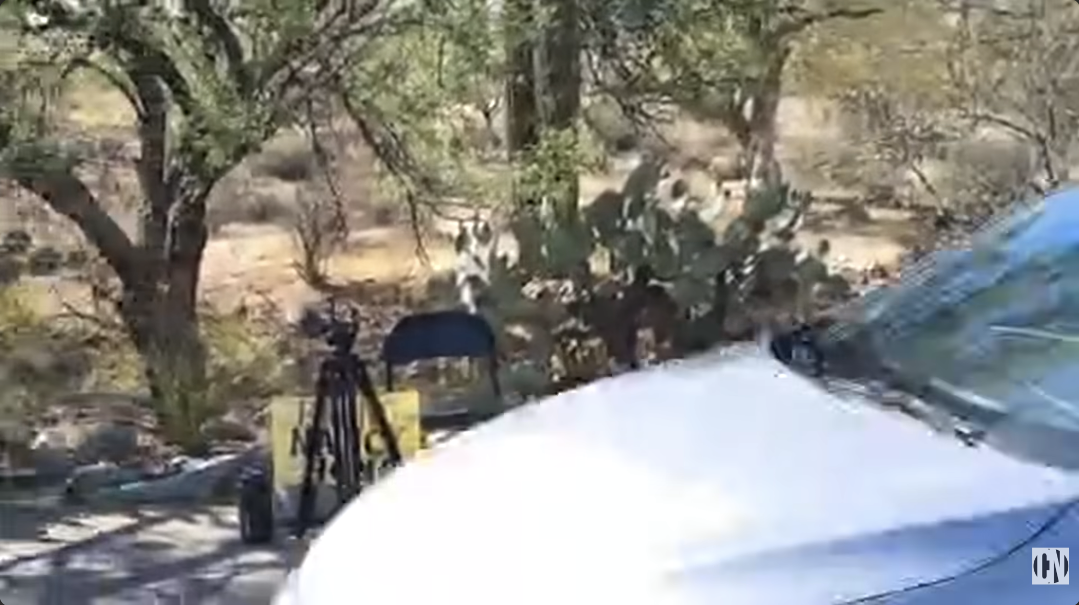 Car passing right before Zabel walks along the easement to document the cactus clippings on May 26